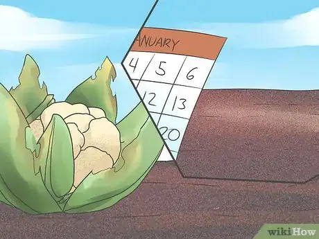 Imagen titulada Grow Cauliflower Step 13