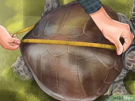 Imagen titulada Tell a Turtle's Age Step 4