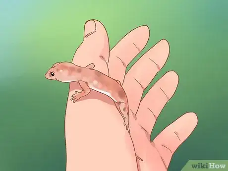 Imagen titulada Care for a House Gecko Step 9