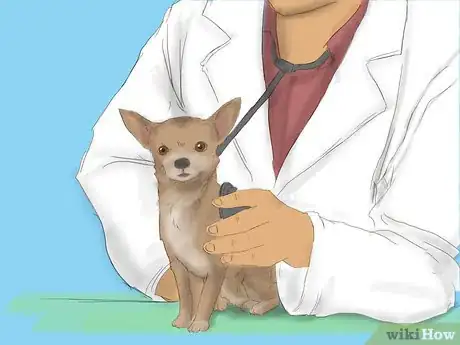 Imagen titulada Care for a Pregnant Chihuahua Step 1