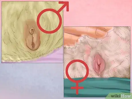 Imagen titulada Help a Guinea Pig Feel Less Anxious Step 2