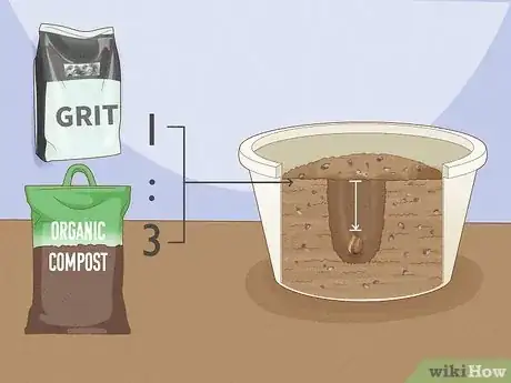 Imagen titulada Transplant Bulbs Step 10