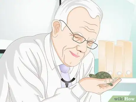 Imagen titulada Feed Your Turtle if It is Refusing to Eat Step 10