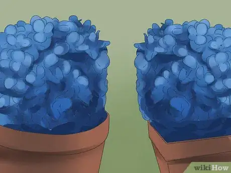Imagen titulada Keep Blue Hydrangeas Blue Step 10
