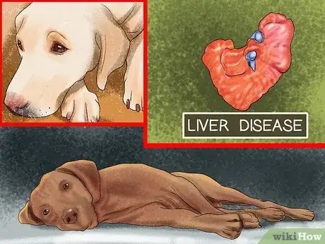 Imagen titulada Diagnose Liver Disease in Older Dogs Step 2