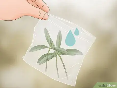 Imagen titulada Take Cuttings Step 8