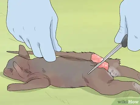 Imagen titulada Clean a Squirrel Step 5