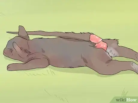 Imagen titulada Clean a Squirrel Step 4