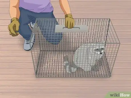 Imagen titulada Trap Raccoons Step 9