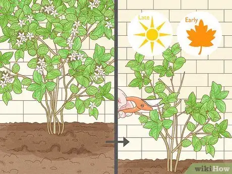 Imagen titulada Prune Jasmine Step 1