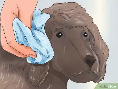Imagen titulada Groom a Poodle Step 7