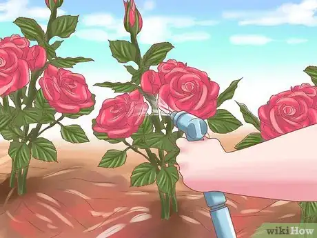 Imagen titulada Make Roses Last Longer Step 12