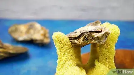 Imagen titulada Clean Oysters Step 6