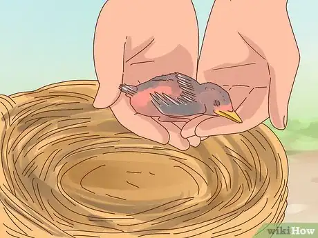 Imagen titulada Identify Baby Birds Step 3