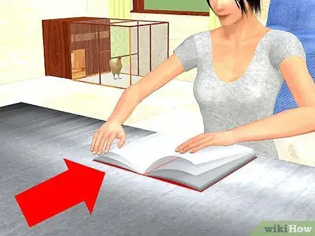 Imagen titulada Care for a Chicken in an Apartment Step 3