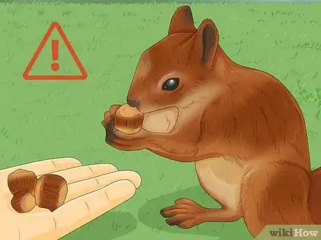 Imagen titulada Keep a Pet Squirrel Step 8