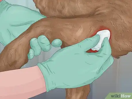 Imagen titulada Treat a Dog for Rabies Step 2
