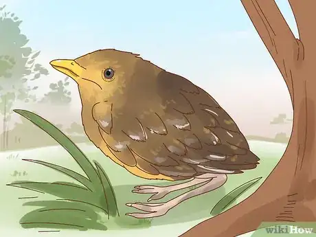 Imagen titulada Identify Baby Birds Step 2