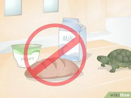 Imagen titulada Feed Your Turtle if It is Refusing to Eat Step 13