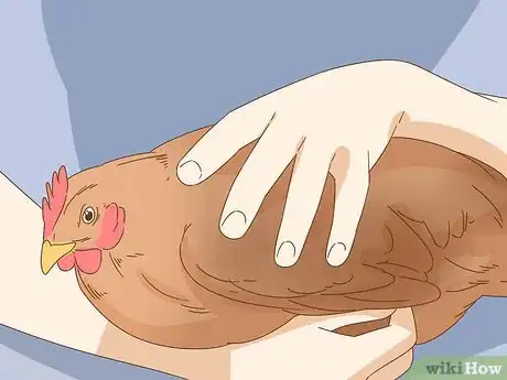 Imagen titulada Hold a Chicken Step 8