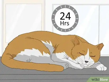 Imagen titulada Handle a Stray Cat Step 21