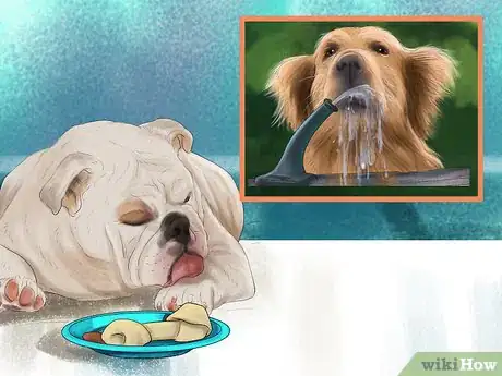 Imagen titulada Diagnose Liver Disease in Older Dogs Step 3