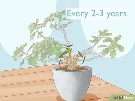 Imagen titulada Prune Desert Rose Step 4