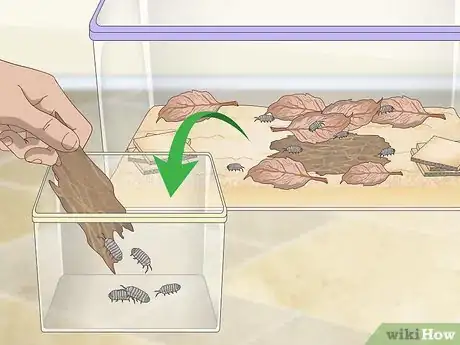 Imagen titulada Breed Isopods Step 10