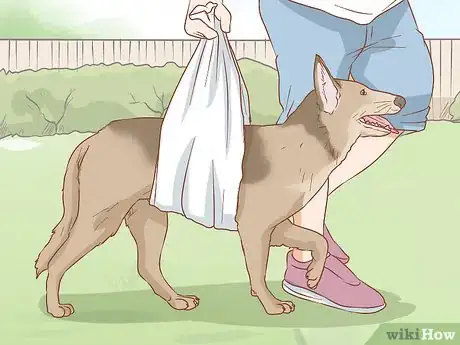 Imagen titulada Help a Dog Recover from a Broken Leg Step 5
