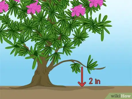 Imagen titulada Propagate Azaleas Step 2