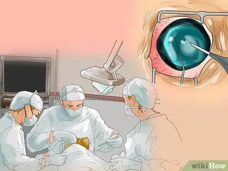 Imagen titulada Treat Eye Problems in Pugs Step 4