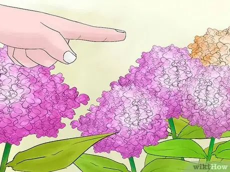 Imagen titulada Prune Hydrangeas Step 3