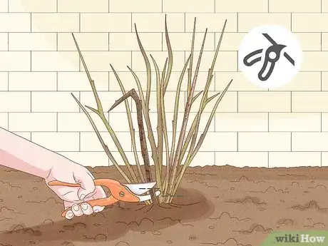 Imagen titulada Prune Jasmine Step 3