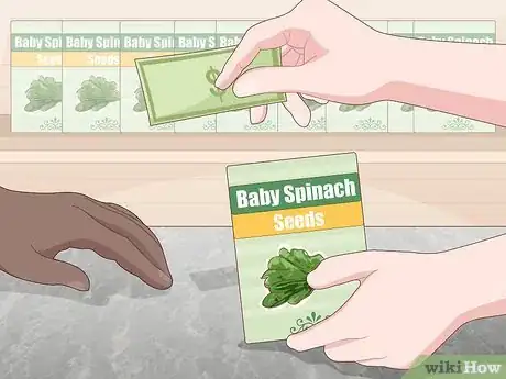Imagen titulada Grow Baby Spinach Step 1