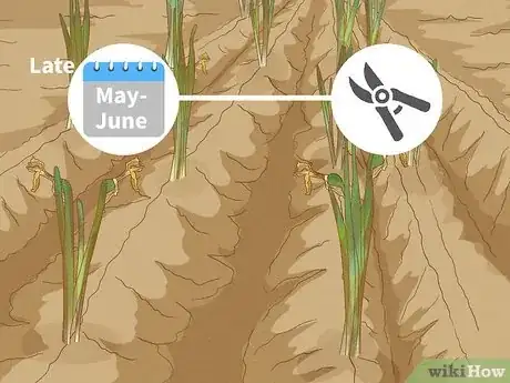 Imagen titulada Plant Daffodils Step 12