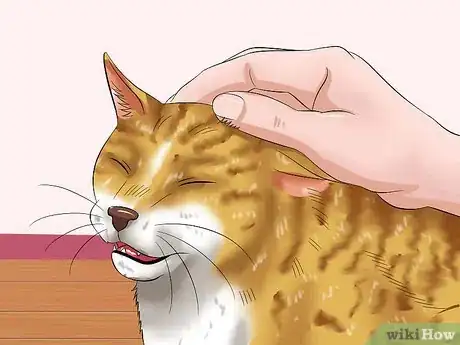 Imagen titulada Pet a High Strung Cat Step 15