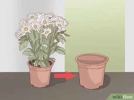 Imagen titulada Care for Daisies Step 20