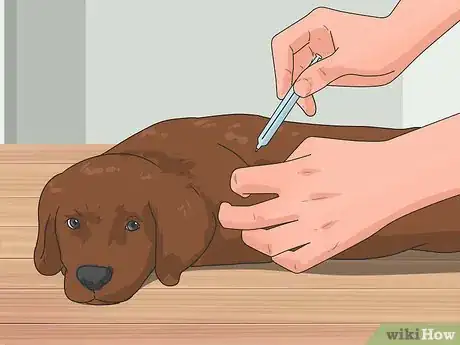 Imagen titulada Bring a Dog Into the United States Step 7