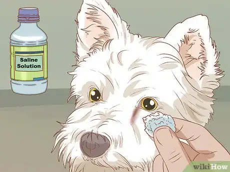 Imagen titulada Remove a Tear Duct Stain from White Dogs Step 1