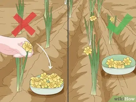 Imagen titulada Plant Daffodils Step 11