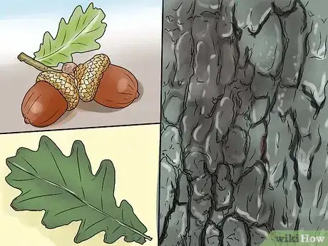 Imagen titulada Identify Oak Leaves Step 1