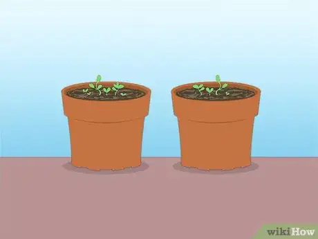 Imagen titulada Propagate Azaleas Step 40