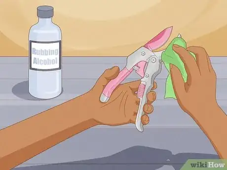 Imagen titulada Prune Desert Rose Step 1
