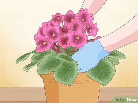 Imagen titulada Repot African Violets Step 7