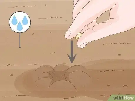 Imagen titulada Grow an Orange Tree Step 4