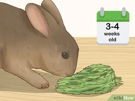Imagen titulada Care for a Baby Wild Rabbit Step 9