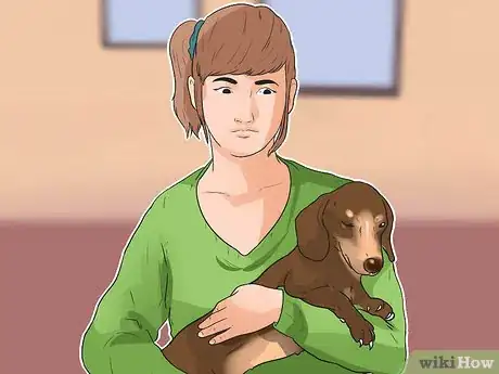 Imagen titulada Treat Back Problems in Dachshunds Step 14