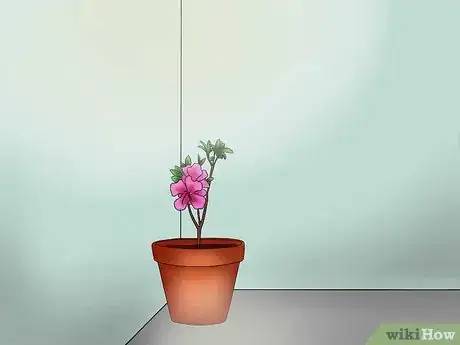 Imagen titulada Care for Azaleas Step 14