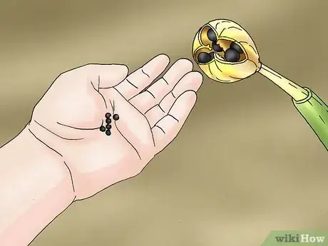 Imagen titulada Propagate Daffodils Step 13