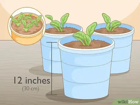 Imagen titulada Grow Baby Spinach Step 7